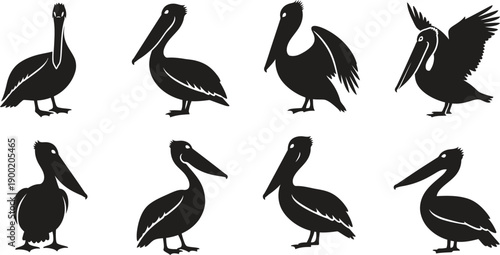 Silhouette of pelicans in various poses black birds on white background silhouette
