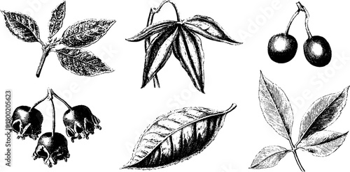 Vintage botanical engraving of jewellery assembly steps for nature-inspired designs