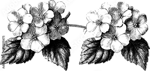 Vintage botanical jewellery surface pattern with hand drawn floral engraving for design