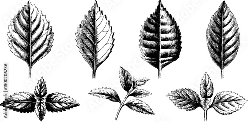 Vintage botanical study of medicinal herb leaf shapes for design