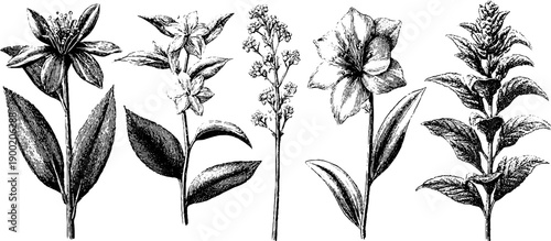 Medicinal plant anatomy diagram with vintage botanical sketch for educational use