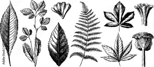 Vintage botanical illustration of medicinal plants showing comparative anatomy