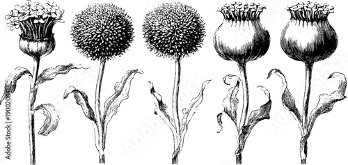 Medicinal plant pollen structure botanical art for herbal medicine and education