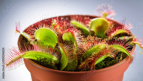Sundew Carnivorous Plants Drosera Burmannii In Pot