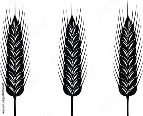 Wheat ear silhouette illustration set, agricultural grain symbol, barley or cereal crop icon, black and white vector design