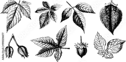 Vintage botanical leaf and flower sketch engraving for design projects