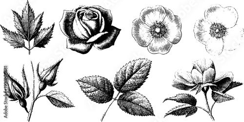 Vintage botanical study sheet featuring engraved floral sketches and portraits for artistic design