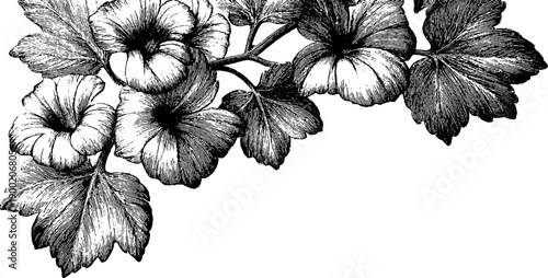 Vintage botanical corner design for ornamental border and emphasis