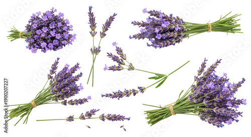 Multiple lavender sprigs and small bouquets with purple flowers and green stems isolated on transparent background