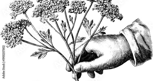 Vintage botanical hand holding wildflowers illustration for print design