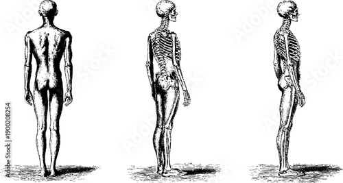 Human anatomy study in vintage botanical engraving style