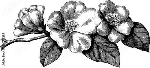 Vintage botanical stone relief: floral ornament design for artistic decor