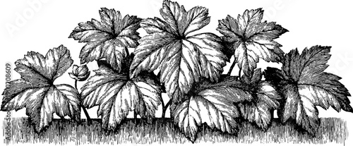 Symmetrical geometric border pattern with vintage botanical engraving for design