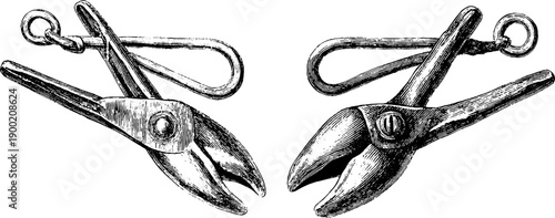 Vintage botanical engraving of tongs jaw shapes comparison in black silhouette