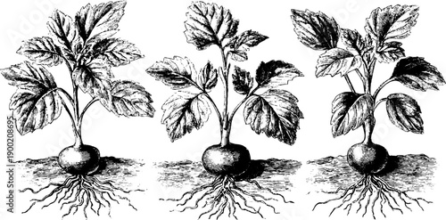 Vintage botanical engraving of vegetable farming growth stages perfect for educational and design use