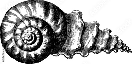 Vintage botanical volute spiral diagram for design and study