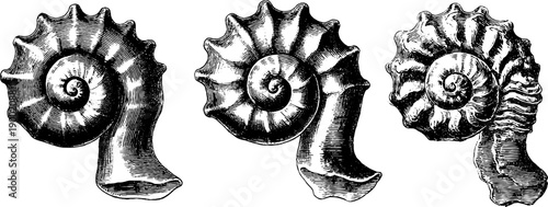 Vintage botanical engraving of volute spiral proportion diagram for nature study and design