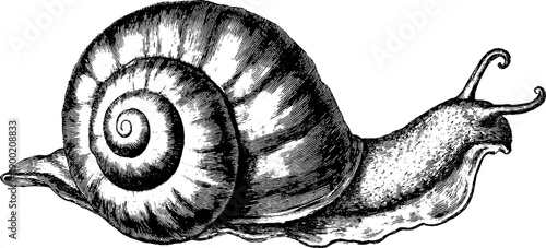 Vintage botanical snail volute spiral diagram for retro design and decoration
