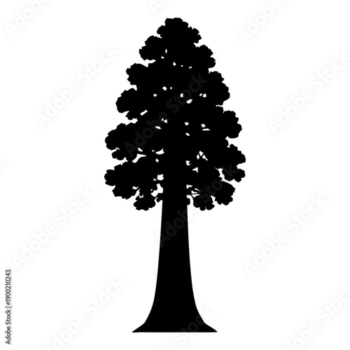 Illustration of silhouette of a tall coniferous tree like a redwood or sequoia