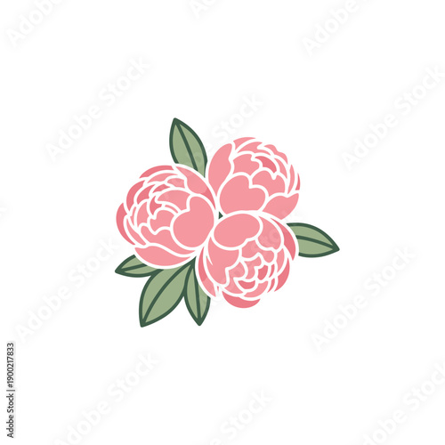 Bunch of pink peonies with green leaves, colored vector illustration. National flower of Romania, king of flower in China, symbol of honor and wealth. Gardening and biodiversity