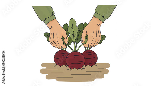 Hands harvesting fresh red beets from the soil. Organic gardening and agriculture concept. Flat vector illustration