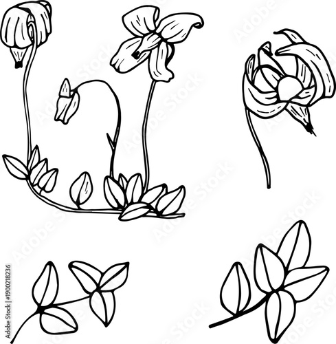 Set of vector botanical line drawings with cranberry flowers - collection of cliparts with leaves, flowers and branches drawn by hand