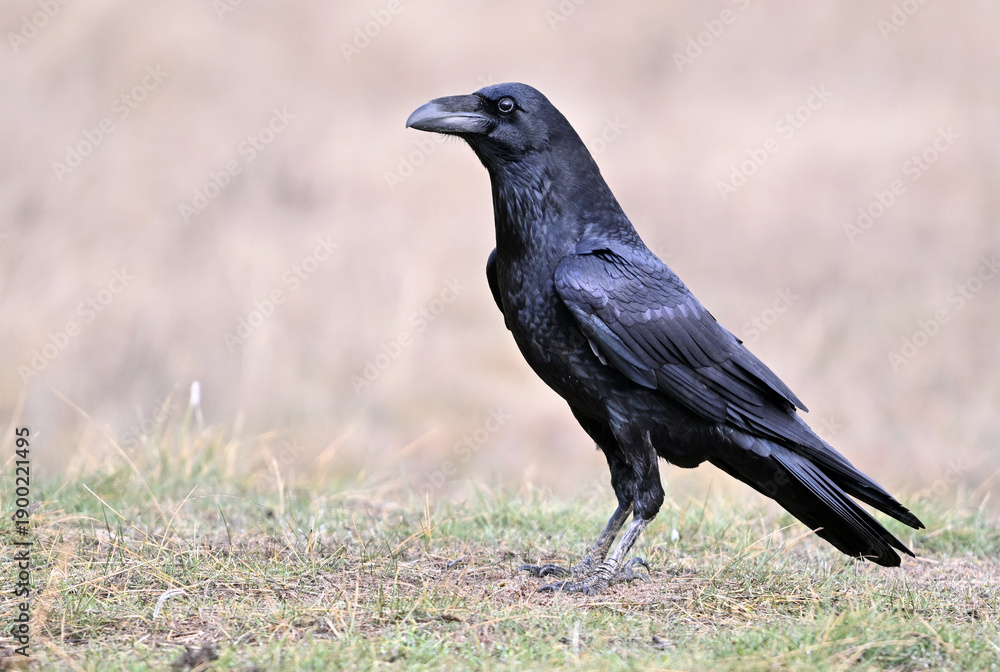 Fototapeta premium a powerful black raven in the field