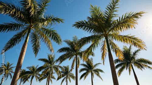 Wallpaper Mural Palm trees against bright sky. Wide shot of multiple palm trees swaying together beneath a bright, cloudless sky. Torontodigital.ca
