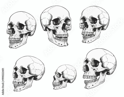 Handdrawn anatomical illustrations of a canine skull from multiple views and a vertebral column.
