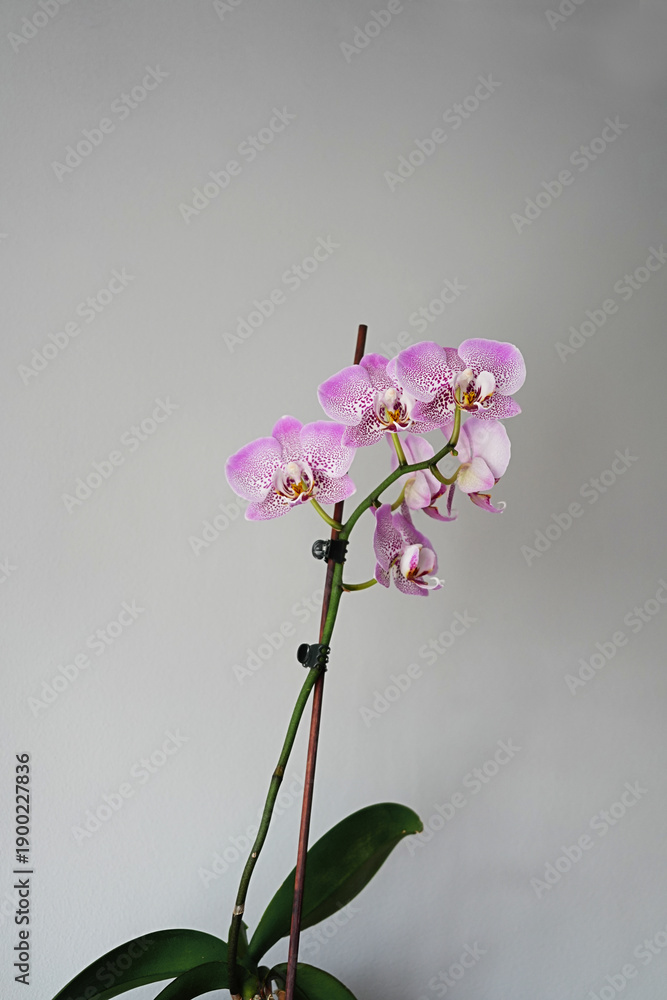 Fototapeta premium Cambridge Bee Pink Phalaenopsis Orchid Plant on a gray background.