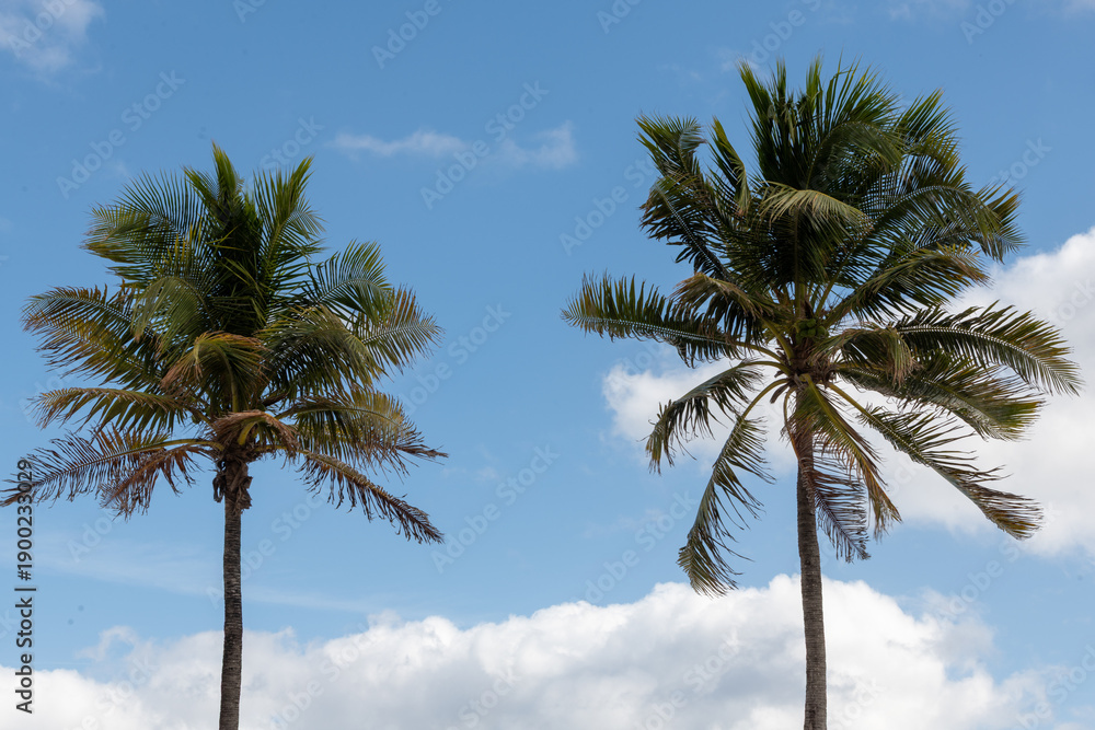 Obraz premium palm trees against blue sky