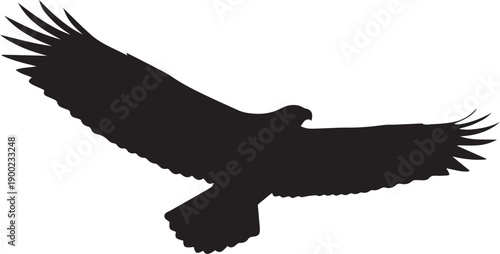 Majestic eagle soaring through the sky in flight silhouette