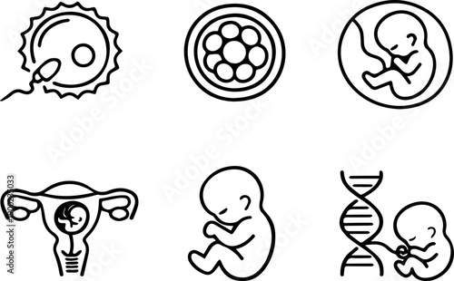 Embryo and fetus in different stages.
