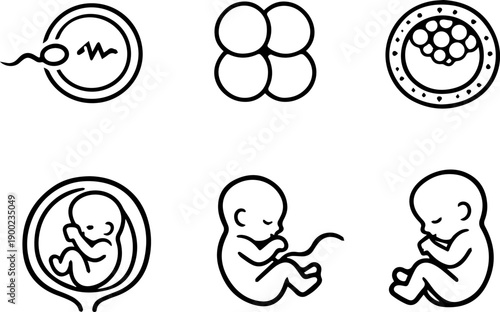 Embryo and fetus in different stages. Vector
