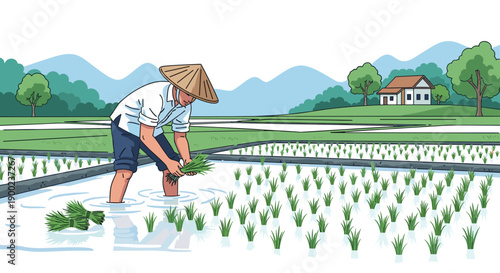 Asian farmer in conical hat planting bundled rice seedlings in flooded paddy fields with rural house and trees