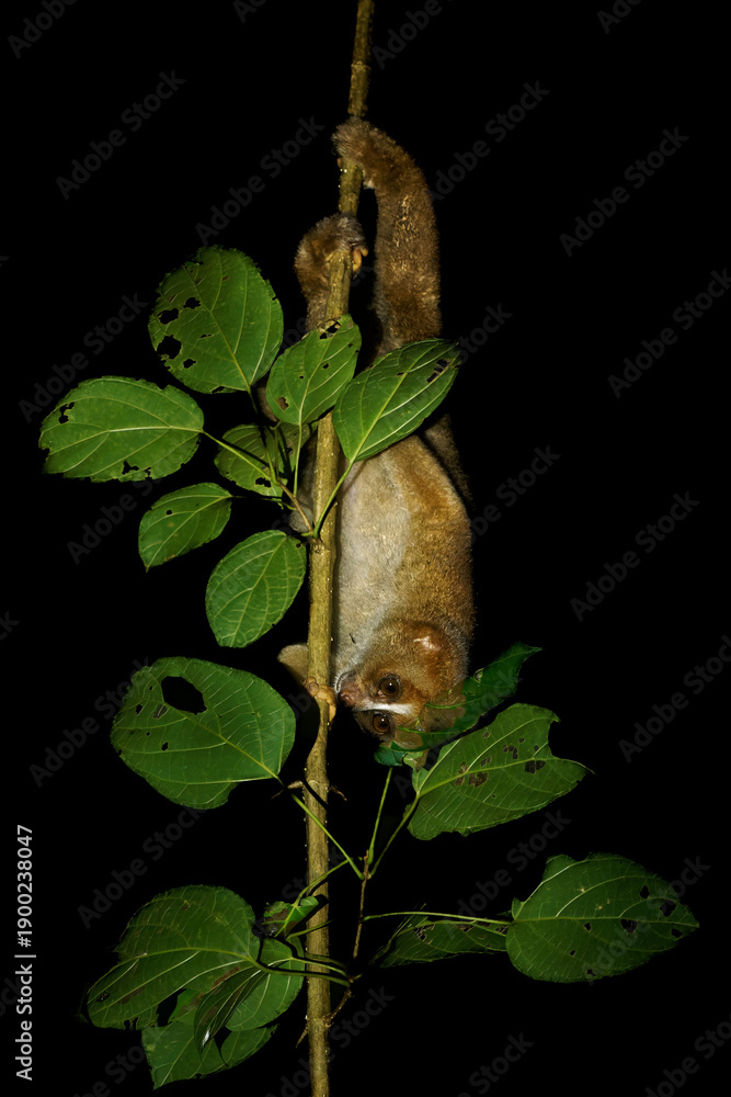 Fototapeta premium Philippine or Bornean Slow Loris - Nycticebus menagensis philippinus coucang is strepsirrhine primate native to the north and east of Borneo and in the Philippines. Nocturnal animal at night