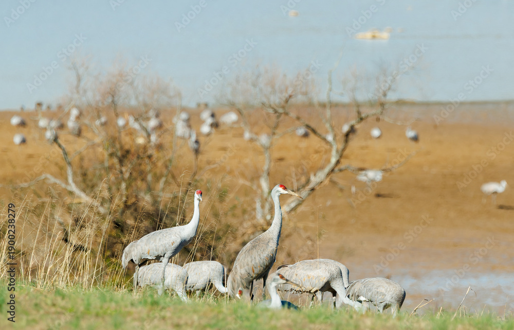 Naklejka premium Sandhill Cranes at Hiwassee Sandhill Crane Refuge in Birchwood Tennessee.