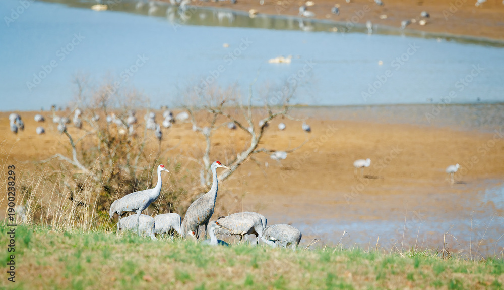 Obraz premium Sandhill cranes at Hiwassee Sandhill Crane Refuge in Birchwood Tennessee.