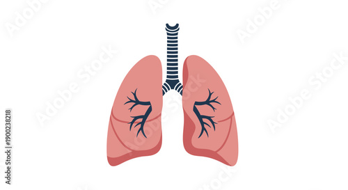 Human lungs and trachea anatomy are depicted in a simplified, isolated graphic illustration against a white background.