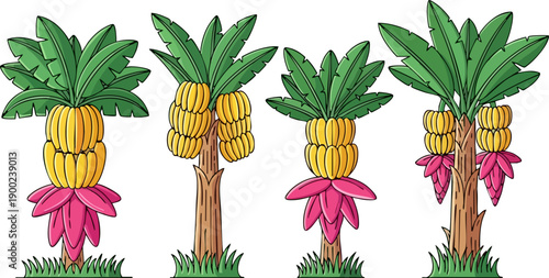 Cartoon illustration collection showcasing four different stages of ripe banana fruit development on tropical palm trees on white background
