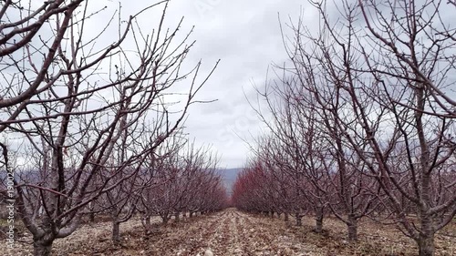 Wide shot of a symmetrical fruit orchard during the dormant winter season with leafless trees planted in neat rows extending toward the distant foggy mountains under a cloudy sky