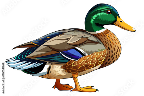 Isolated female mallard duck standing in natural pose with detailed plumage on transparent background clean wildlife cutout stock photography