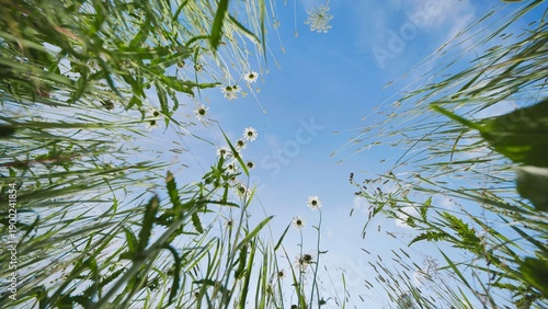 Photos Looking up at blooming daisies and hogweed in a summer meadow against blue sky