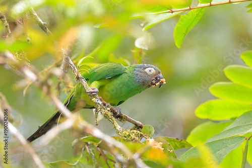 Foto Dusky-headed parakeet, Aratinga weddwllii, Parque Nacional Cayambe-Coca,  Ecuado