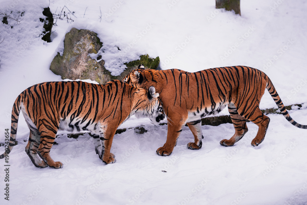 Obraz premium Two Malayan tigers in a zoo showing affection in the snow, nuzzling and cuddling. Tender moment of love and bonding, highlighting natural behavior and emotional connection in winter conditions.