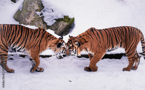 Two Malayan tigers in a zoo showing affection in the snow, nuzzling and cuddling. Tender moment of love and bonding, highlighting natural behavior and emotional connection in winter conditions.