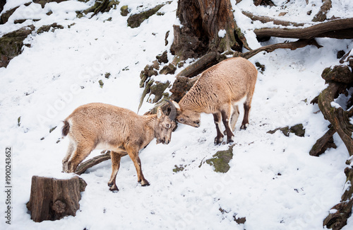 Young Caucasian ibex males sparring in a snow-covered mountainous environment. Wild goats displaying dominance and play behavior in winter conditions, showcasing strength, agility, and survival incold