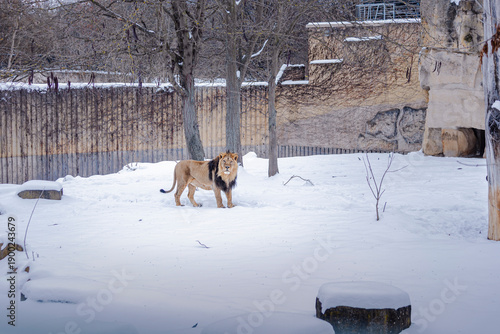 Indian lion standing in an outdoor enclosure during winter, surrounded by snow. Powerful wild animal in cold weather conditions, contrast between exotic wildlife and snowy environment, strength
