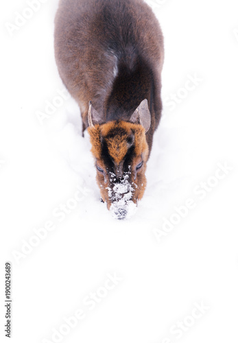 Reeves’s muntjac (Muntiacus reevesii) foraging in snow, exploring a winter forest floor. Small deer in cold conditions, natural behavior in snowy environment, wildlife in winter, peaceful and curious 
