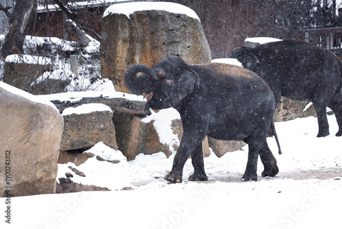 Indian elephant in a zoo enjoying snowfall, lifting its trunk playfully in a snow-covered enclosure. Joyful moment of exotic animal experiencing winter, contrast between warm-climate species and cold 